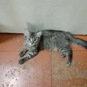 Котёнок, Душанбе