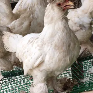 Мини султанки, Канибадам