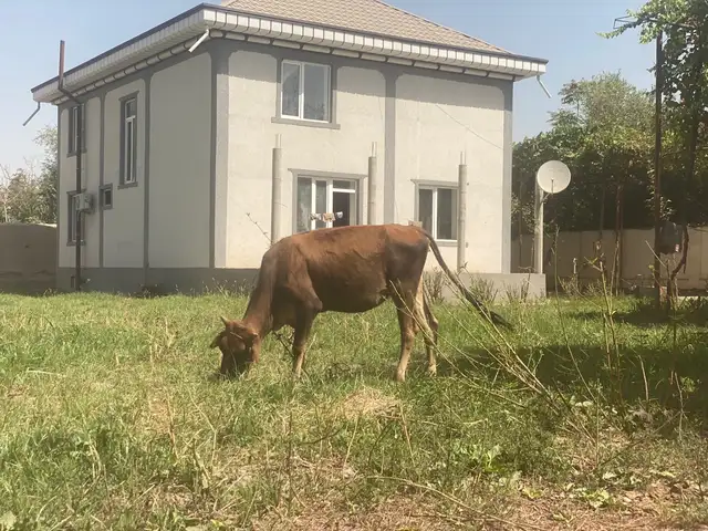 Гуночин, Бохтар (Курган-Тюбе)