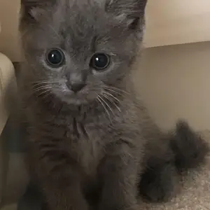Шотландская кошка, Душанбе