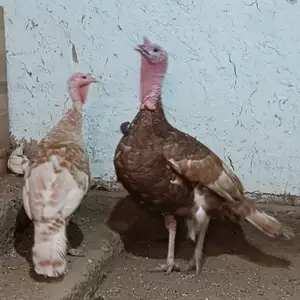 Индюк, Конибодом