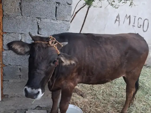 Гови зоти, Худжанд