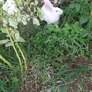 Харгуш, Худжанд