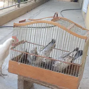 Кафтар, Душанбе
