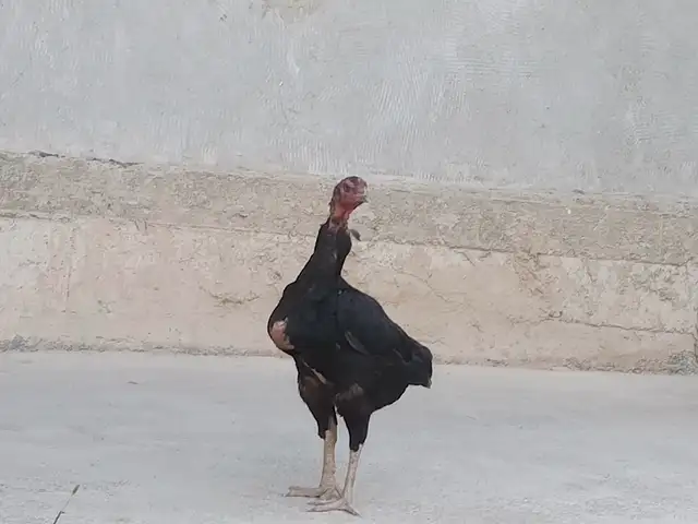 Тухми дакан, Истаравшан