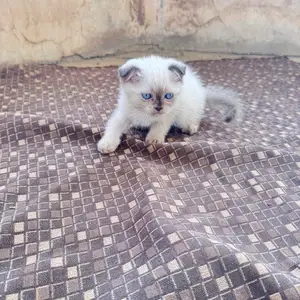 Шотландский Котенок, Худжанд