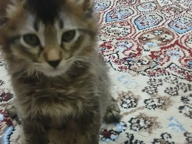 Шотландский кот, Душанбе