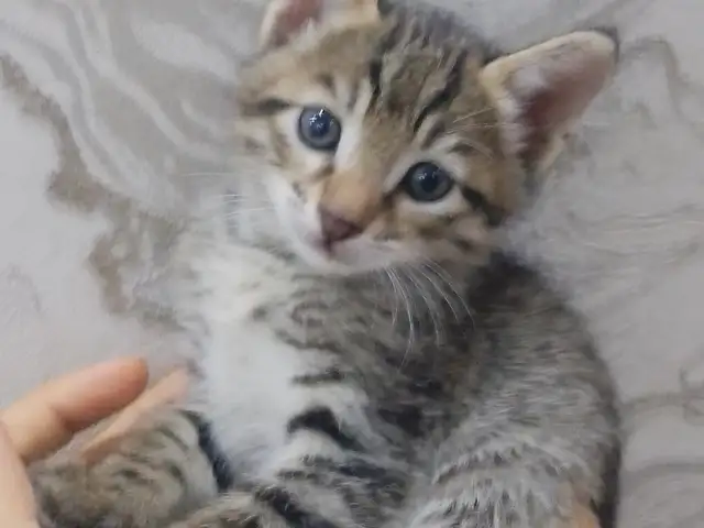 Котята, Душанбе