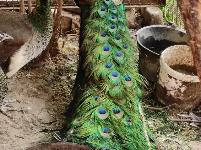Товус, Канибадам