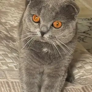 Кот на вязку, Душанбе