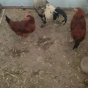 Мургхо, Вахдат