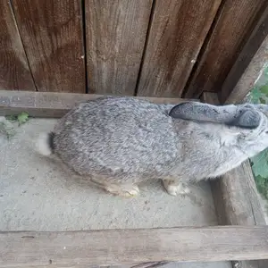 Харгӯши нар, Хуҷанд