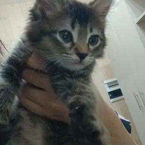 Кот, Душанбе