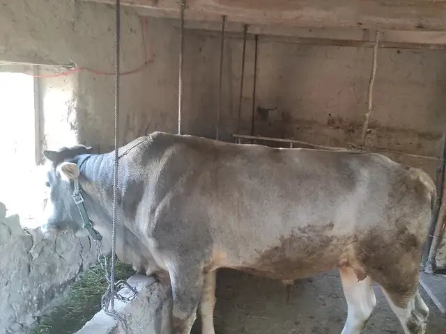 Бука, Гиссар