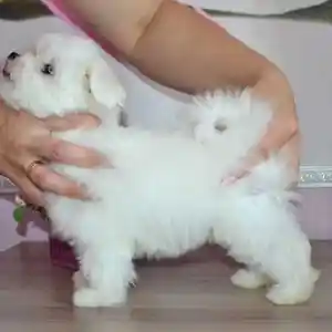 Щенки Мальтезе, Душанбе