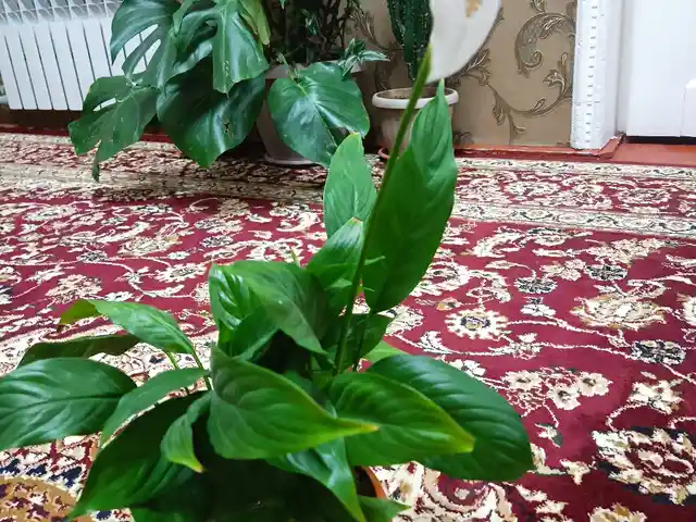 Спатифиллюм, Душанбе