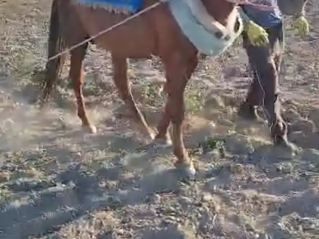 Асп, Истаравшан