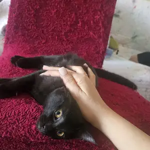 Тайский котенок, Душанбе