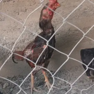 Хурӯси даканг, Худжанд