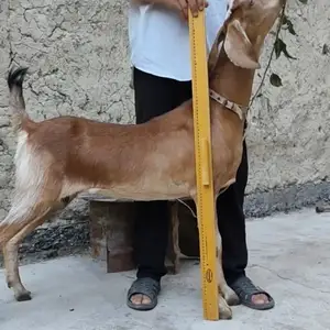 Буз, Худжанд