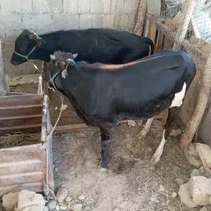 Бука, Душанбе