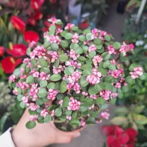 Карликовое дерево портулакария, Душанбе