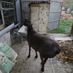 Гусфанд, Душанбе