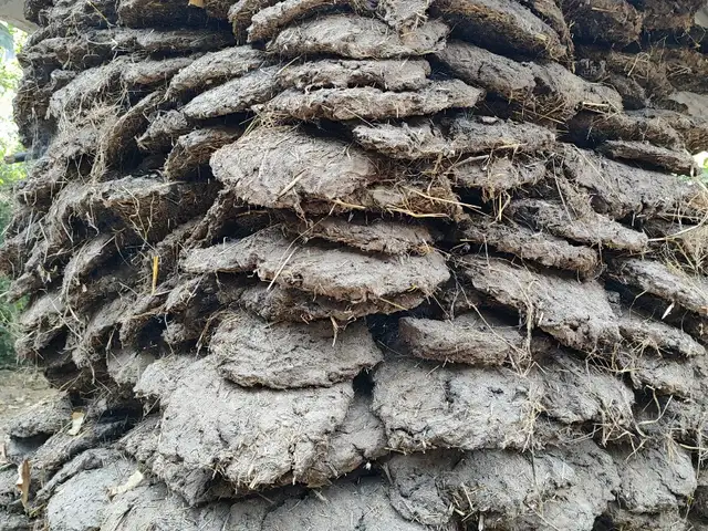 Тапаки Гови, Ваҳдат