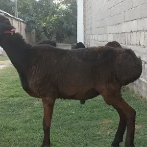 Гусфанд, Душанбе