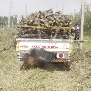 Кунда, Гиссар