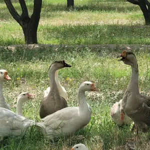 Гоз, Худжанд