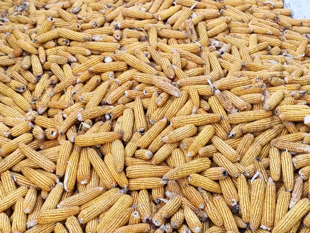 Чугори мака, Кӯшониён (Бохтар)