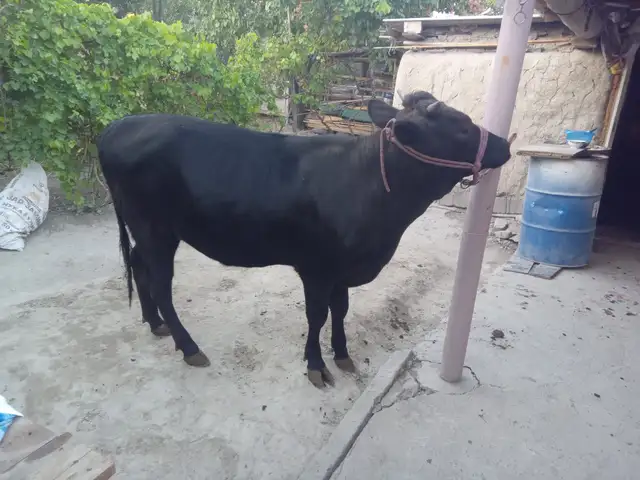 Гуночин, Худжанд