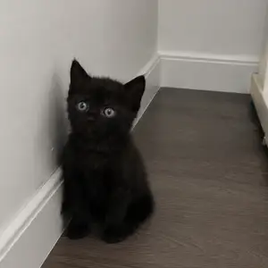 Кошка, Душанбе