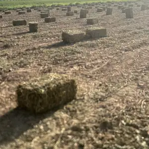 Пресс Чормагз, Шахритус