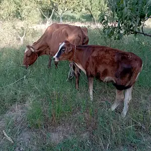 Оча бача, Худжанд