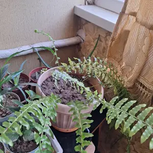 Папоротник, Душанбе
