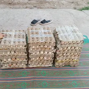 Тухми ломан браун, Яван