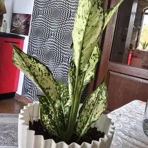 Диффенбахия, Худжанд