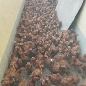 Чучаи ломан браун, Душанбе