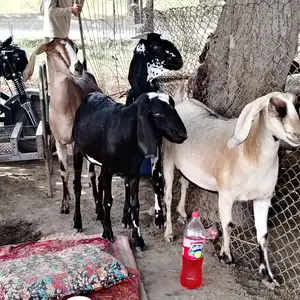Бузхо, Худжанд