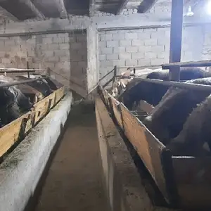 Кушкор, Худжанд
