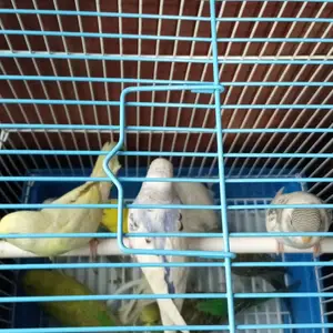 Попугай, Душанбе