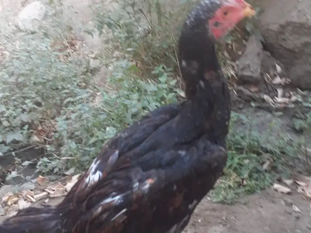 Даканг чучахо, Конибодом