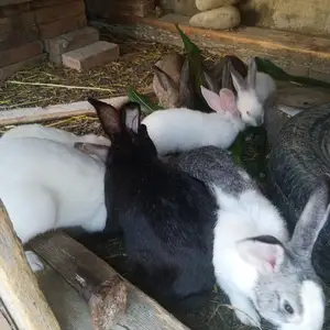 Харгушхо, Исфара