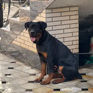 Ротвейлер, Душанбе