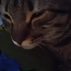Котик, Душанбе