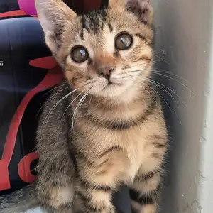 Котёнок, Худжанд