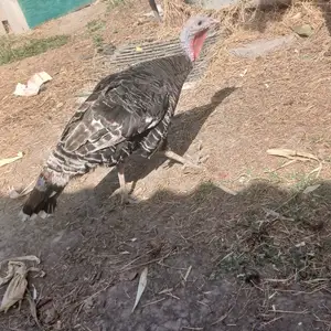 Индюк, Душанбе