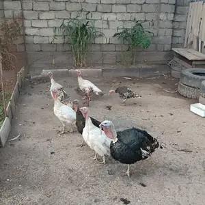 Индюк, Душанбе